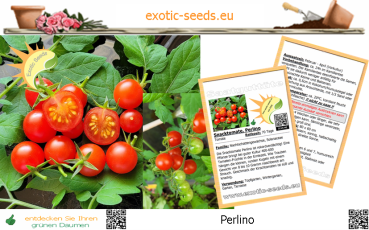 Tomate * Perlino F1 rot * Snacktomate * 20 Samen
